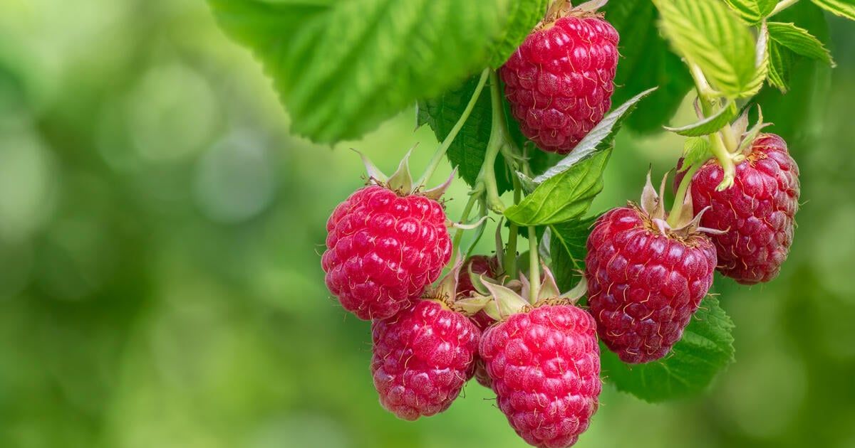 Machen Sie das im September mit Himbeeren. Sie werden es Ihnen in der nächsten Saison danken