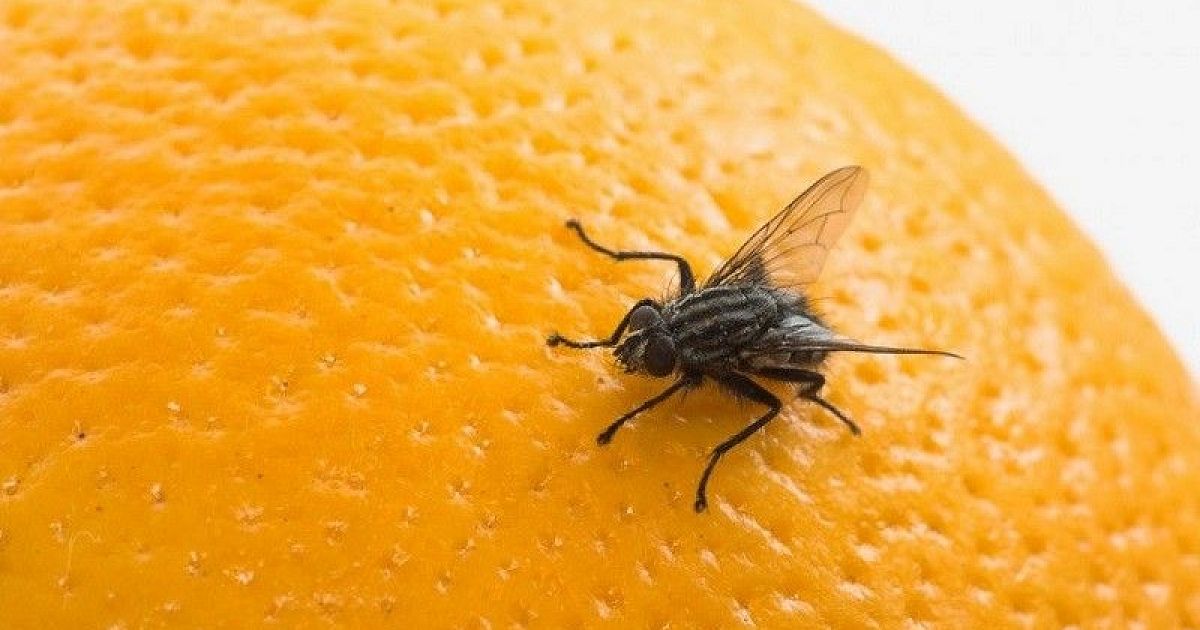 Ist Ihre Küche voller Fliegen? Das liegt an einem Fehler, den fast alle machen