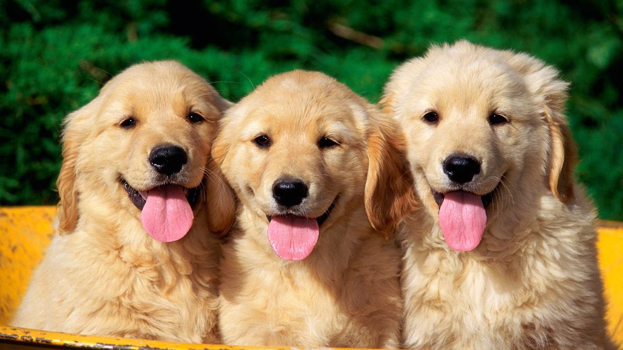 Was bedeutet es, wenn jemand gerne Hunde streichelt? Die Psychologie erklärt es. Die Forschungsergebnisse sprechen eine klare Sprache