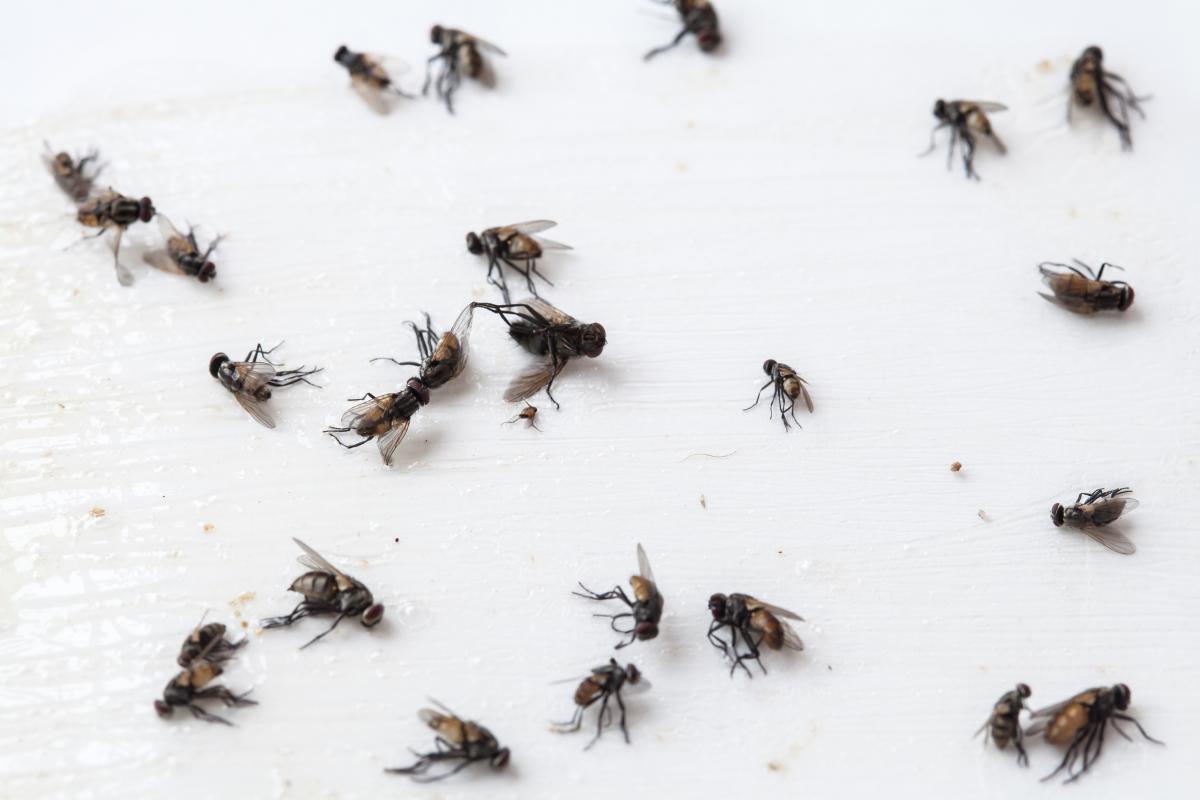 Ist Ihre Küche voller Fliegen? Das liegt an einem Fehler, den fast alle machen
