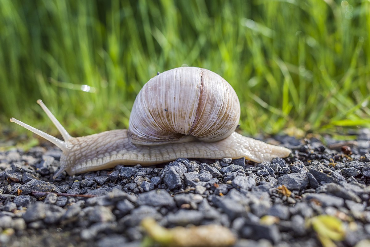 Gärtner sind von dieser Methode begeistert. Schnecken verschwinden im Handumdrehen