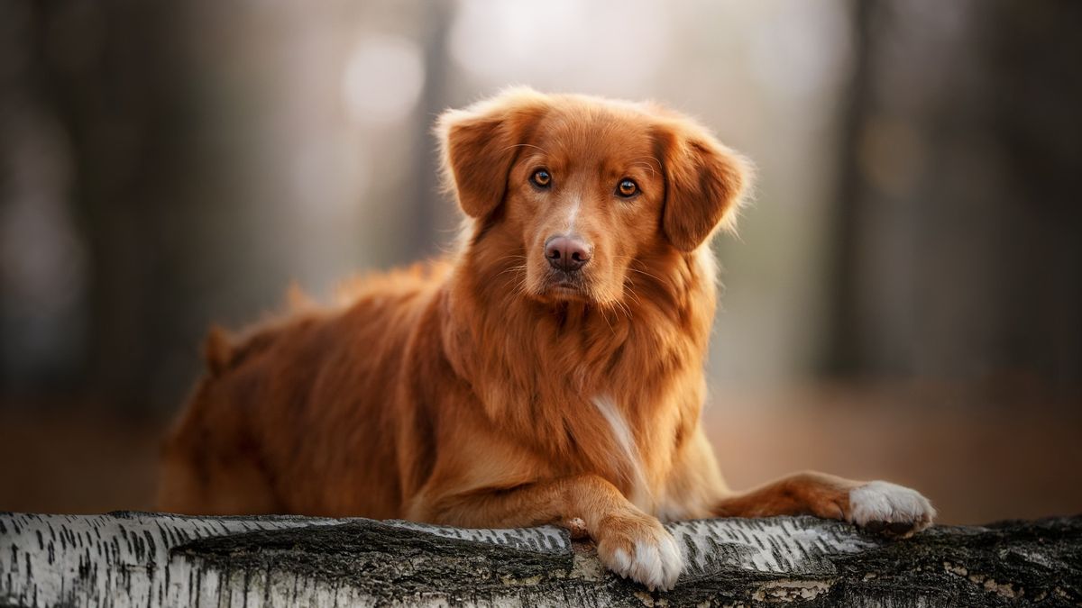 Was bedeutet es, wenn jemand gerne Hunde streichelt? Die Psychologie erklärt es. Die Forschungsergebnisse sprechen eine klare Sprache