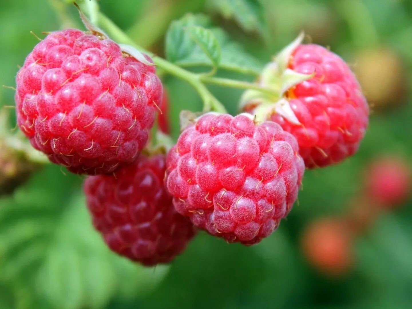 Machen Sie das im September mit Himbeeren. Sie werden es Ihnen in der nächsten Saison danken