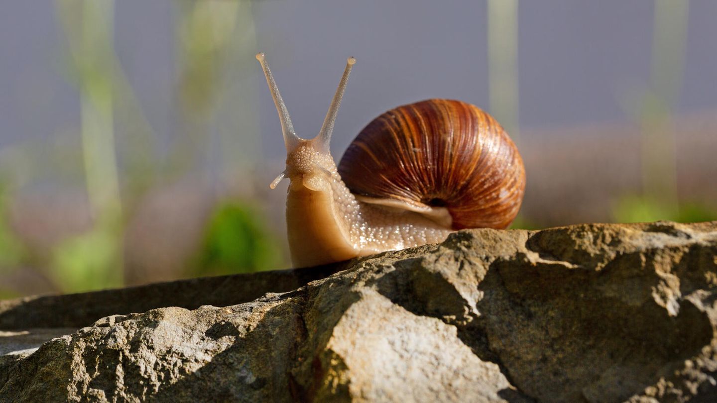 Gärtner sind von dieser Methode begeistert. Schnecken verschwinden im Handumdrehen
