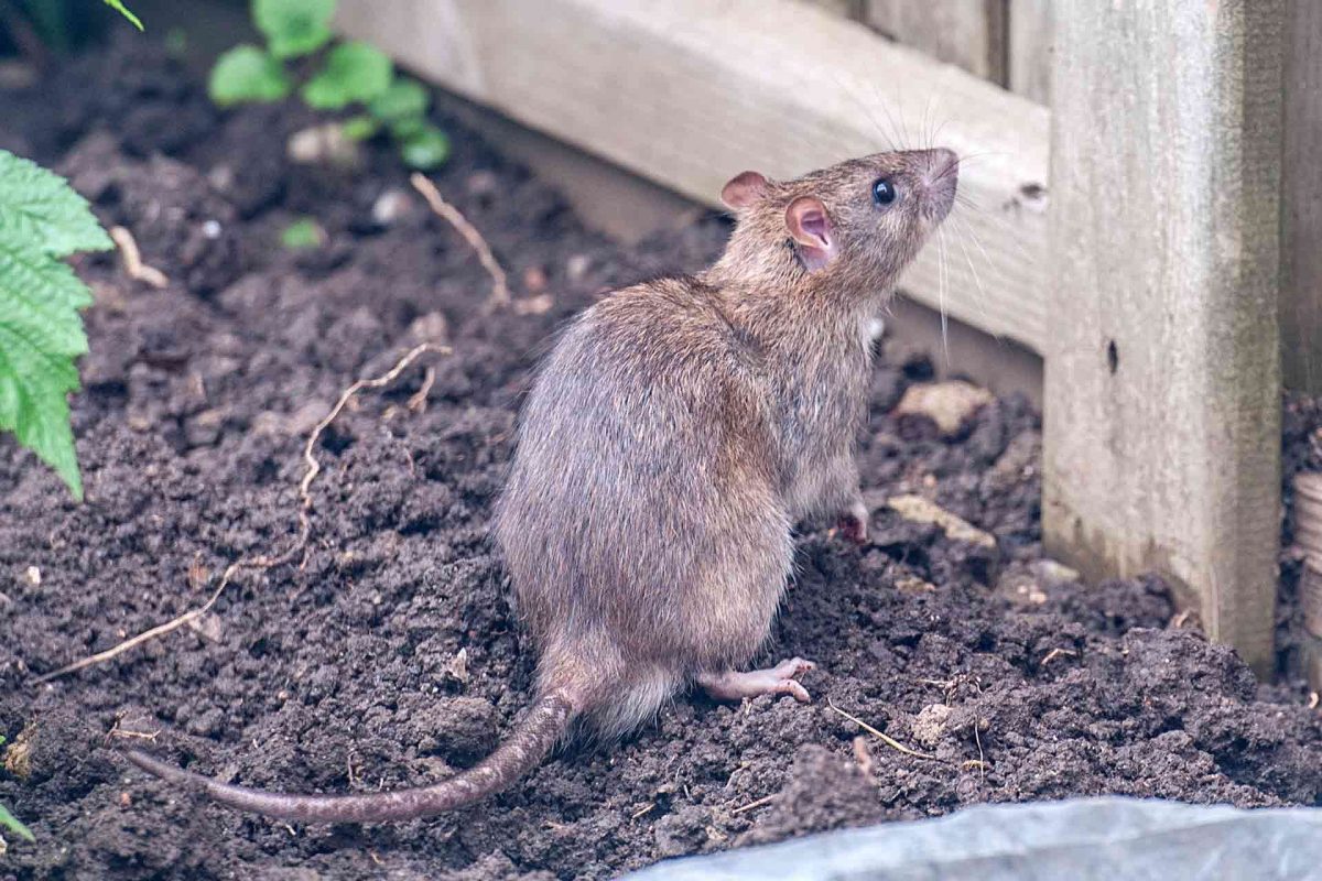 Ratten, Mäuse und Kakerlaken werden Ihren Garten im Frühling nicht heimsuchen, wenn Sie diese beiden Früchte zwischen Ihren Pflanzen liegen lassen.