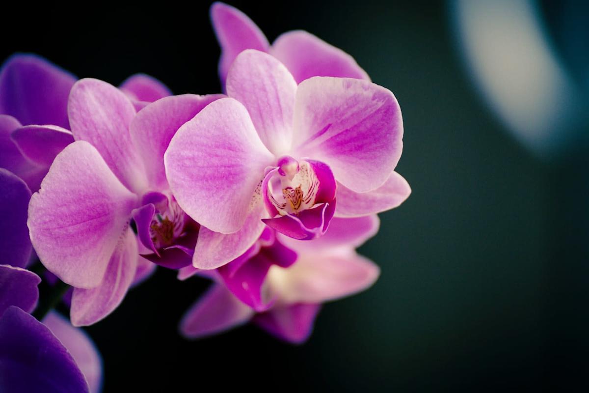 Kann man die Wurzeln von Orchideen, die aus dem Topf herauswachsen, zurückschneiden?