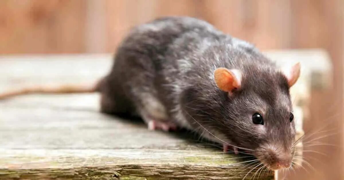 Ratten und Kakerlaken werden sich von Ihrem Haus fernhalten. Es reicht aus, sich an diese Regeln zu halten