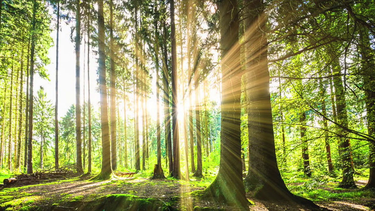 Eine neue deutsche Studie zeigt, dass Wälder nach Jahrzehnten des „Plastikregens” bis zu einer Million Mikroplastikpartikel pro Quadratmeter ansammeln
